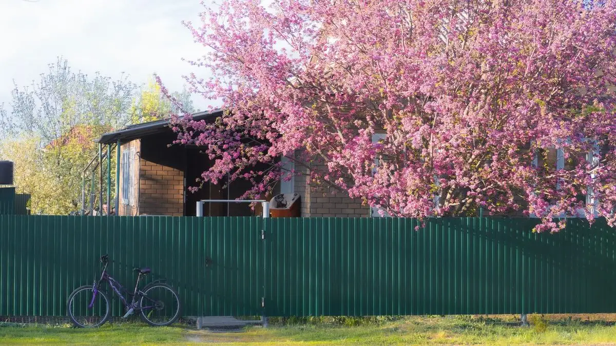 Green steel sheet fence beneath a tree in pink blossom