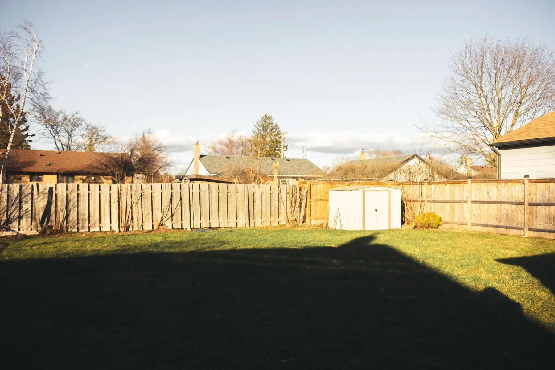 Backyard with a timber paling fence, shed and lawn in afternoon sun
